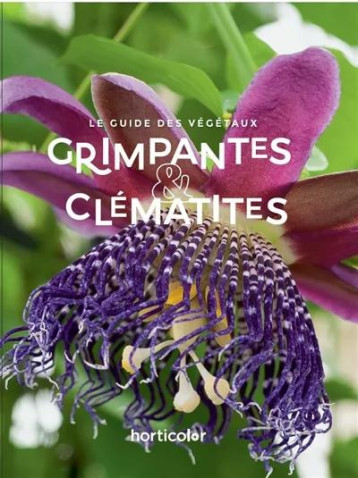 grimpantes et clématites grimpantes et clématites